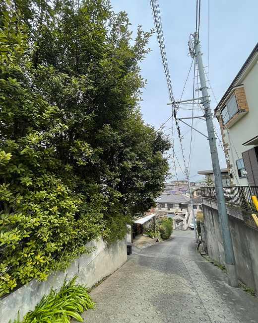 施工事例:生垣の強剪定作業