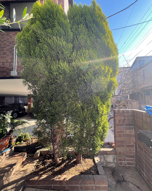 施工事例:ゴールドクレストの抜根作業