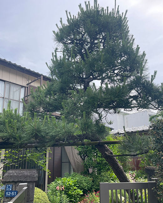 施工事例:松の木の剪定作業