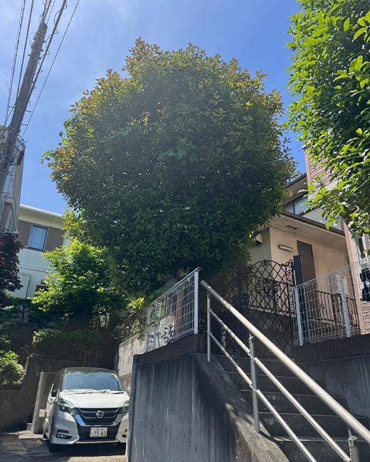 施工事例:金木犀の木の強剪定作業