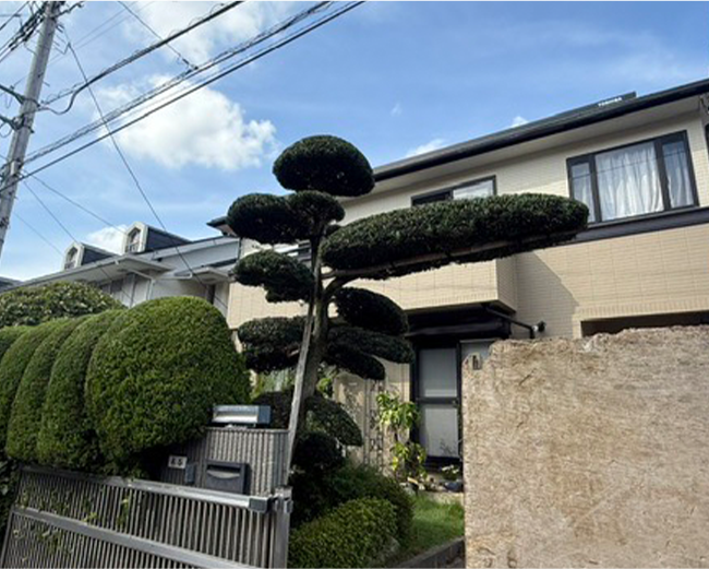 施工事例:マキの木の剪定作業