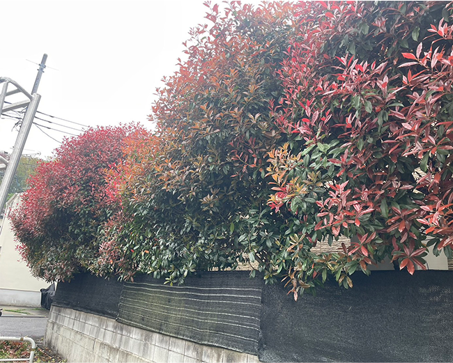 施工事例:レッドロビンの剪定作業