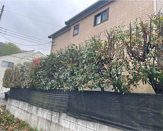 施工事例:レッドロビンの剪定作業