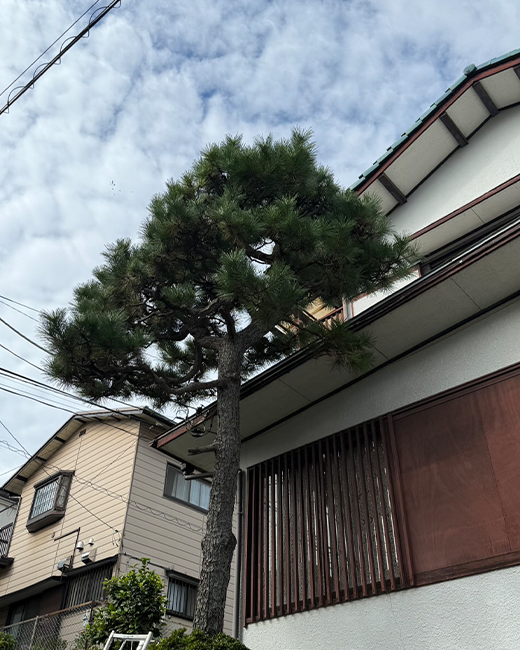 施工事例:6メートルの松の木の剪定作業