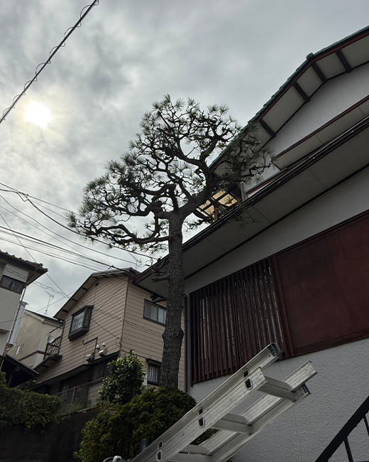 施工事例:6メートルの松の木の剪定作業