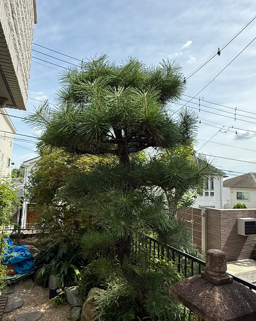 施工事例:松の木の剪定作業