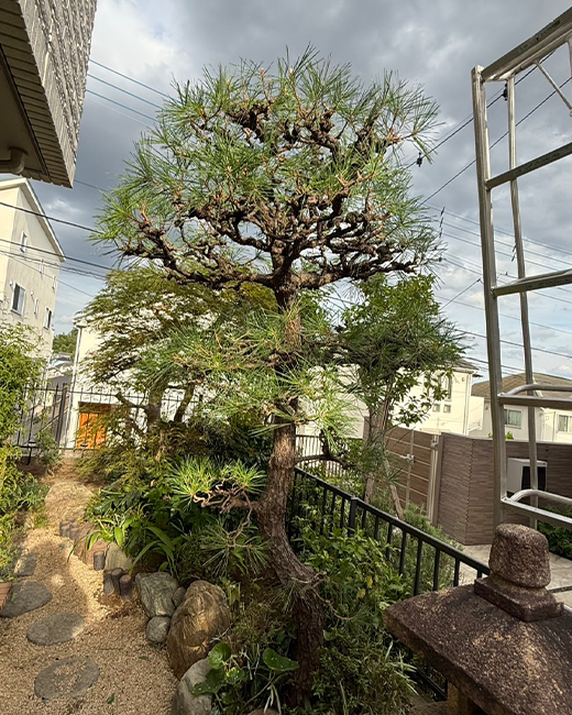 施工事例:松の木の剪定作業