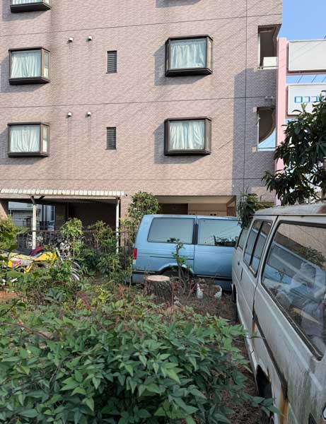 伐採後の松。膝ほどの高さまで切り下げられた切り株が残り、周囲には草や低木が育っている。背後の建物の壁面と出窓が見える。