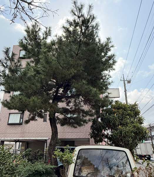 川崎市で伐採する前の松。太い幹が1本で立ち上がり、中ほどから分かれた枝が上方や左右へ広がっている。背後に建物、右側に電柱と架線が見える。