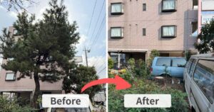 施工前（左）は川崎市の道路そばに立つ高さ8メートルほどの松。施工後（右）は膝ほどの高さまで切り下げられ、切り株が残る様子。
