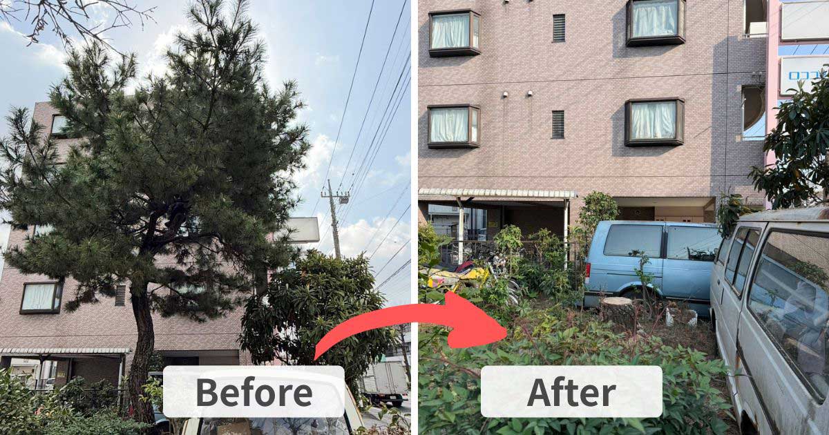 施工前(左)は川崎市の道路そばに立つ高さ8メートルほどの松。施工後(右)は膝ほどの高さまで切り下げられ、切り株が残る様子。