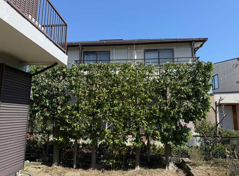 剪定後のシラカシの生垣。高さが下がって上端がまっすぐそろい、内部の枝が間引かれて枝葉の密集が抑えられた状態。