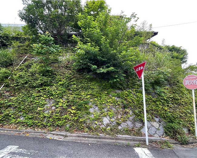 高い石積みの擁壁からモチノキやキンモクセイなどの高木が成長し、枝葉が通学路側に大きく張り出している伐採前の様子。